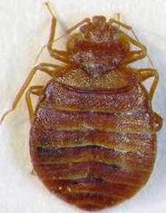 What do bed bugs look like