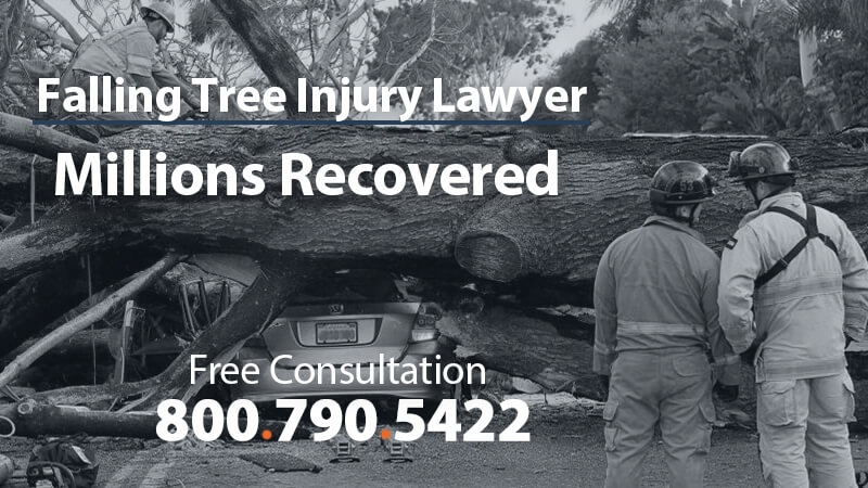 falling tree accident injury attorney