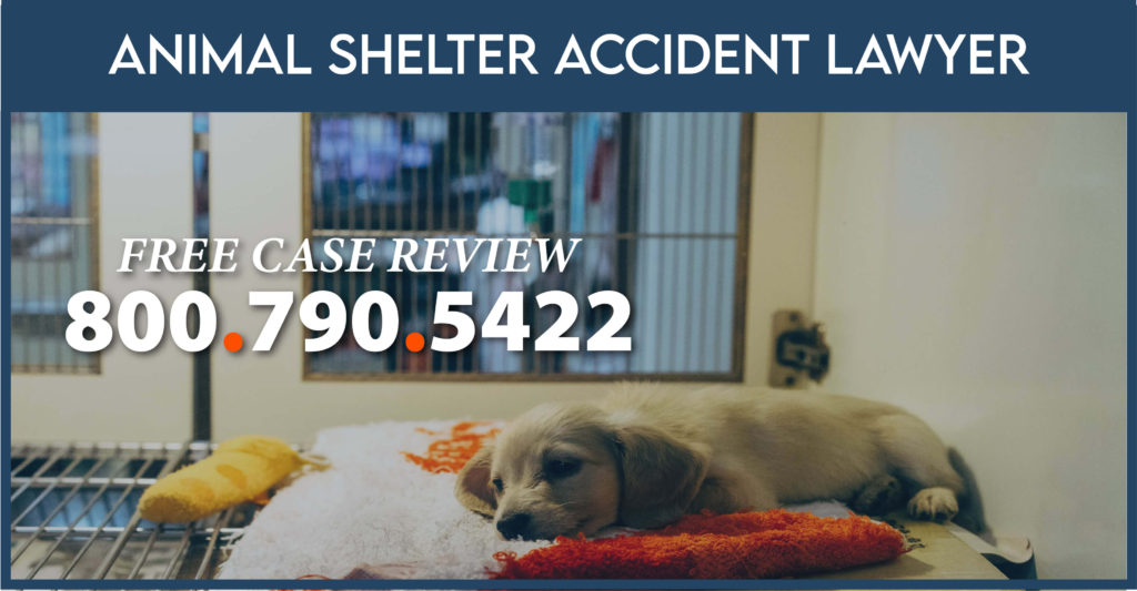 animal-shelter-accident-lawyer-compensation-sue-free-case-review