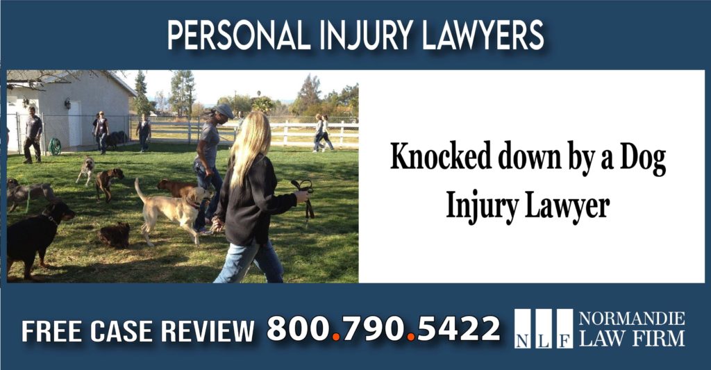 Knocked down by a Dog Injury Lawyer incident attorney liability compensation lawsuit