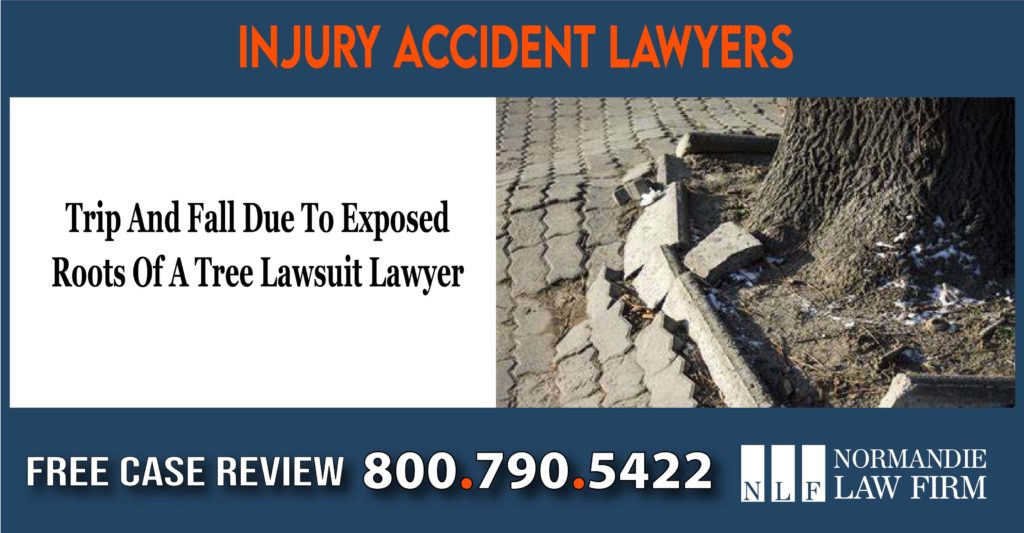 Trip And Fall Due To Exposed Roots Of A Tree Lawsuit Lawyer attorney incident accident liability