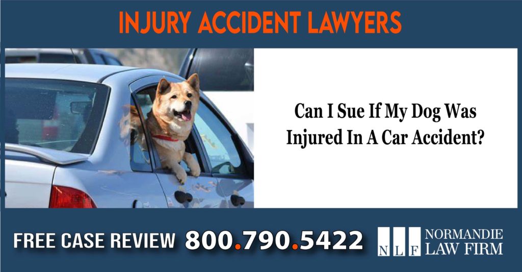 Can I Sue If My Dog Was Injured In A Car Accident lawyer attorney sue compensation incident