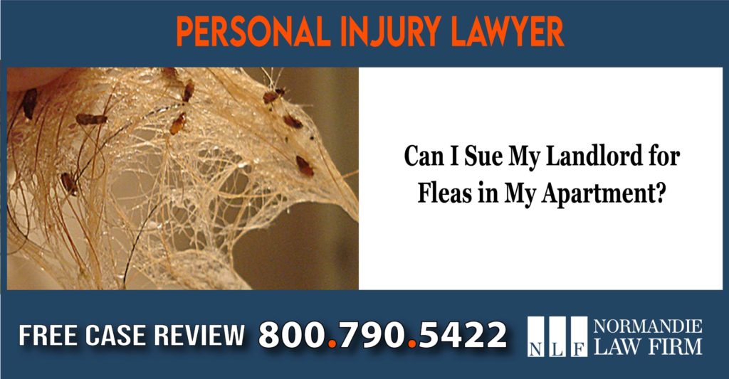 Can I Sue My Landlord for Fleas in My Apartment sue lawsuit compensation incident lawyer attorney