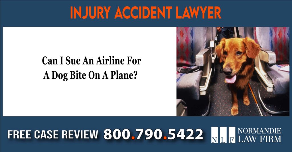 Can I Sue An Airline For A Dog Bite On A Plane lawyer attorney sue lawsuit compensation liability