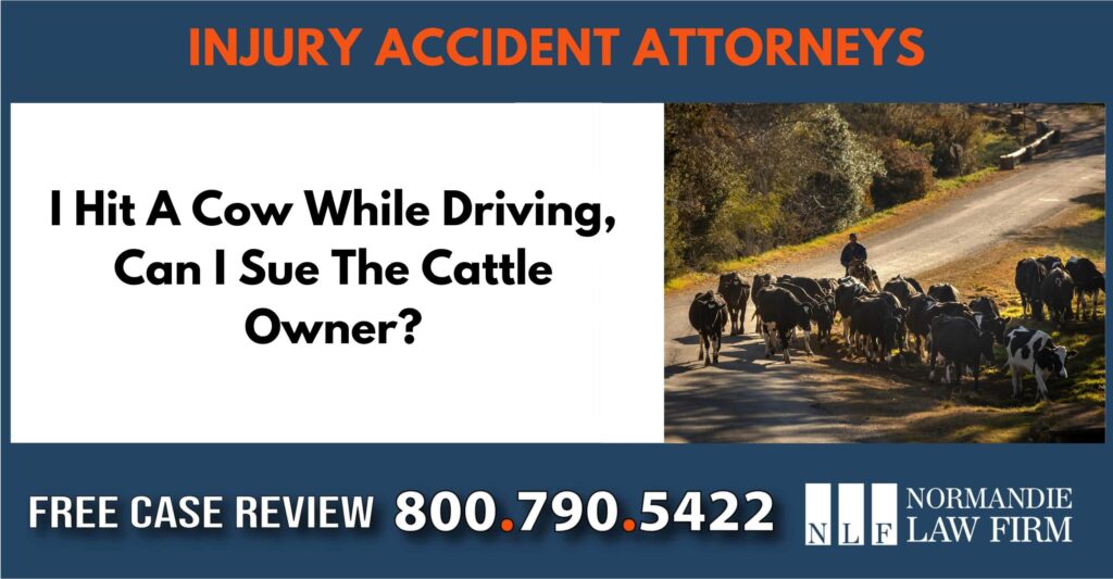 I Hit A Cow While Driving, Can I Sue The Cattle Owner incident sue attorney compensation lawsuit lawyer
